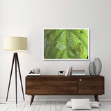 Reticulated Glass Frogs Guarding Two Clutches Of Eggs, Each At Different Stages Of Development, Costa Rica-Paper Art-50,,X34,,