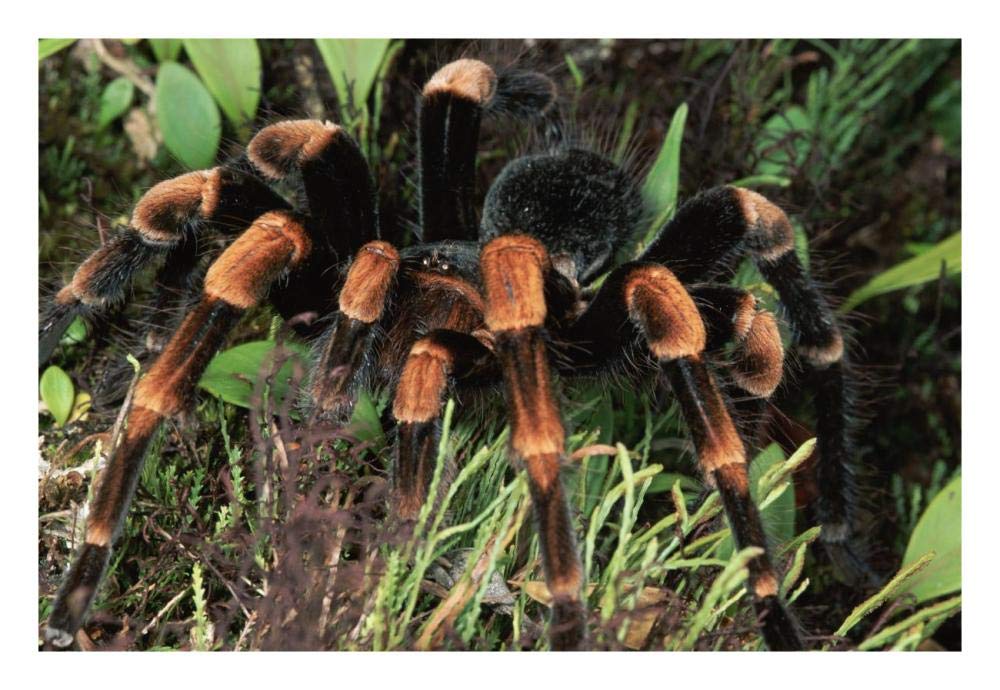 Red-Kneed Tarantula Close-Up In Vegetation, Cloud Forest, Costa Rica-Paper Art-26,,X18,,