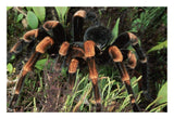 Red-Kneed Tarantula Close-Up In Vegetation, Cloud Forest, Costa Rica-Paper Art-26,,X18,,