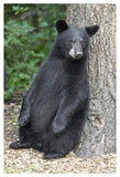 Black Bear Cub Leaning Against Tree, Orr, Minnesota-Paper Art-34,,X50,,
