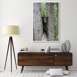 Black Bear Juvenile Male In Tree, Orr, Minnesota-Paper Art-42,,X62,,