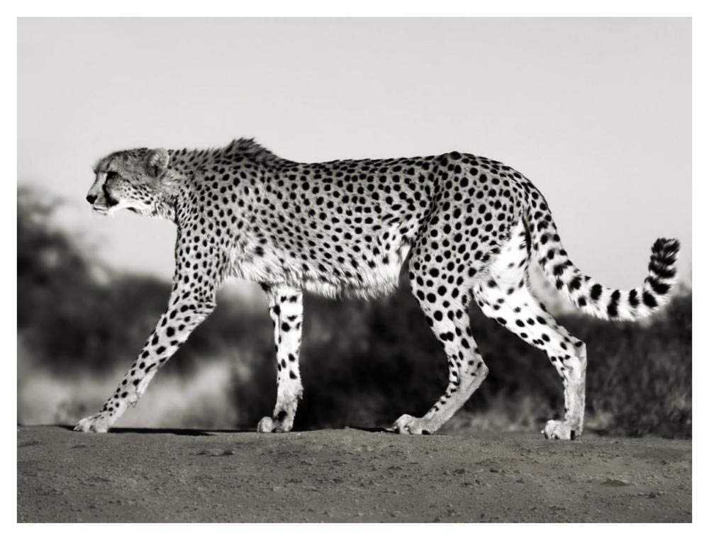 Cheetah, Namibia, Africa-Paper Art-42,,X32,,