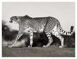 Cheetah, Namibia, Africa-Paper Art-42,,X32,,