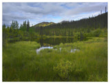 Boreal Forest With Pond And Antimony Mountain In The Background, Ogilvie Mountains, Yukon Territory, Canada-Paper Art-50,,X38,,
