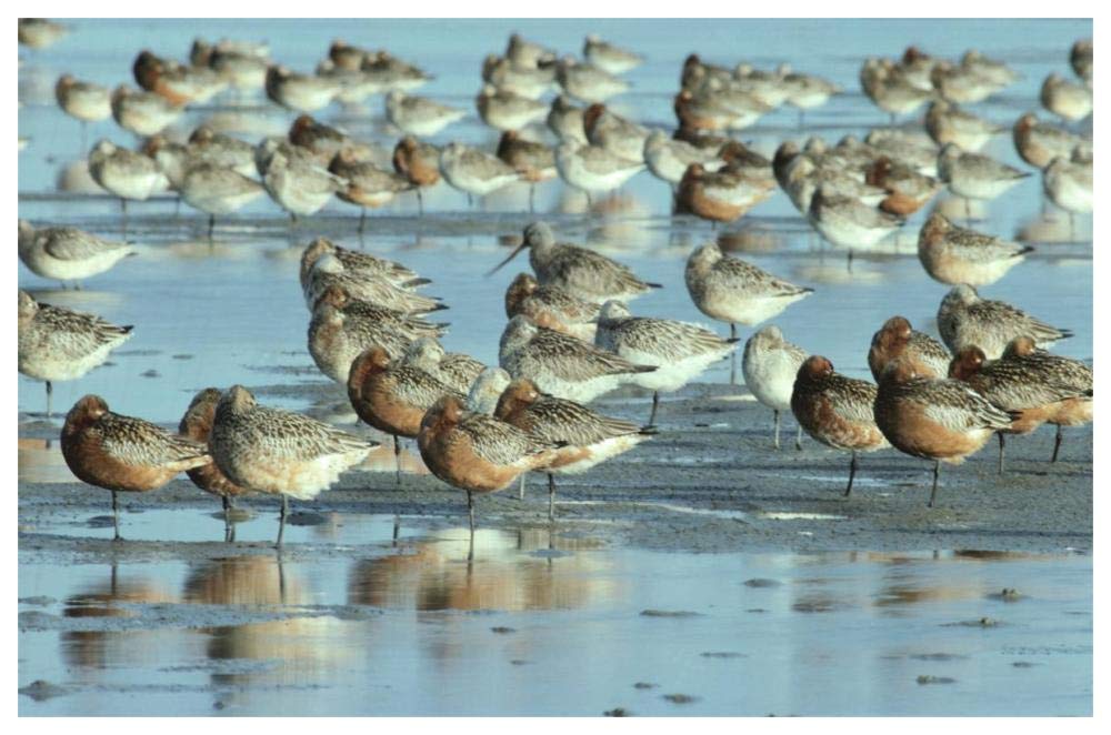 Black-Tailed Godwit Flock Resting In Estuary At High-Tide, Europe-Paper Art-62,,X42,,