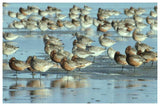 Black-Tailed Godwit Flock Resting In Estuary At High-Tide, Europe-Paper Art-62,,X42,,