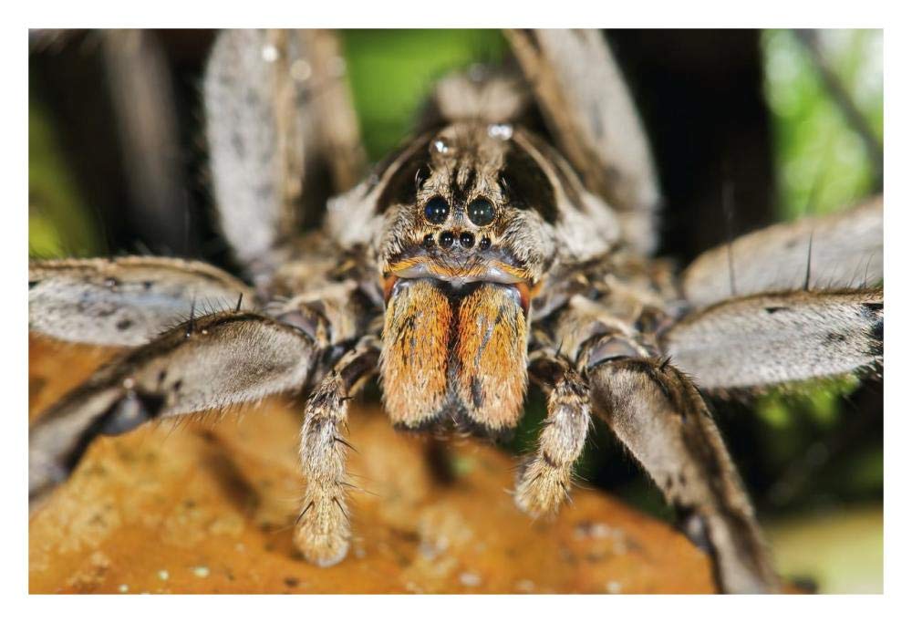 Wolf Spider, Mindo, Western Slope Of Andes, Ecuador-Paper Art-32,,X22,,