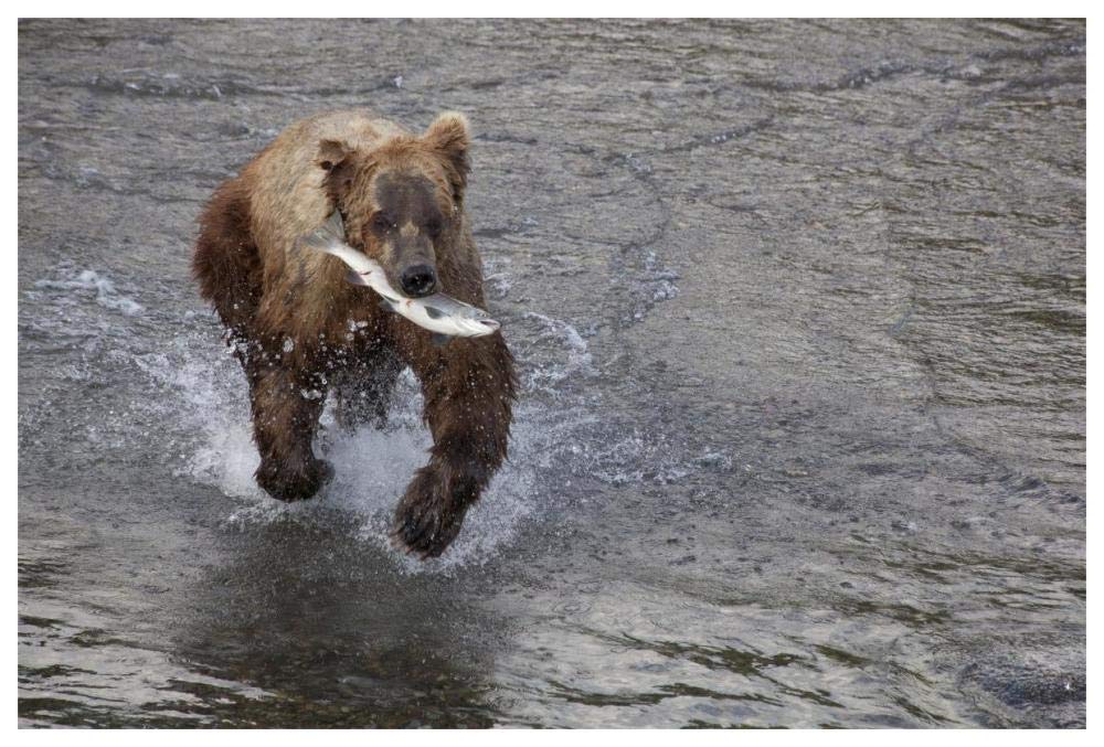Grizzly Bear Young Male With Sockeye Salmon Prey Along Brooks River, Katmai National Park, Alaska-Paper Art-62,,X42,,