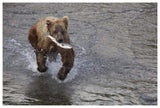 Grizzly Bear Young Male With Sockeye Salmon Prey Along Brooks River, Katmai National Park, Alaska-Paper Art-62,,X42,,