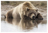 Grizzly Bear Sleeping On Shore, Katmai National Park, Alaska-Paper Art-50,,X34,,