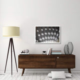 Great Spotted Woodpecker Wing Feather Detail, Germany-Paper Art-38X26