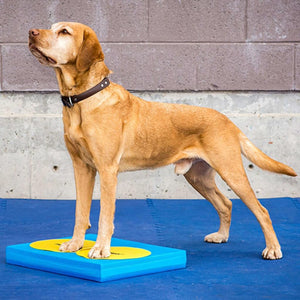 FitPAWS Dog Training Targets 10, Set of 4 | Dog Exercise Equipment for Fitness & Rehabilitation