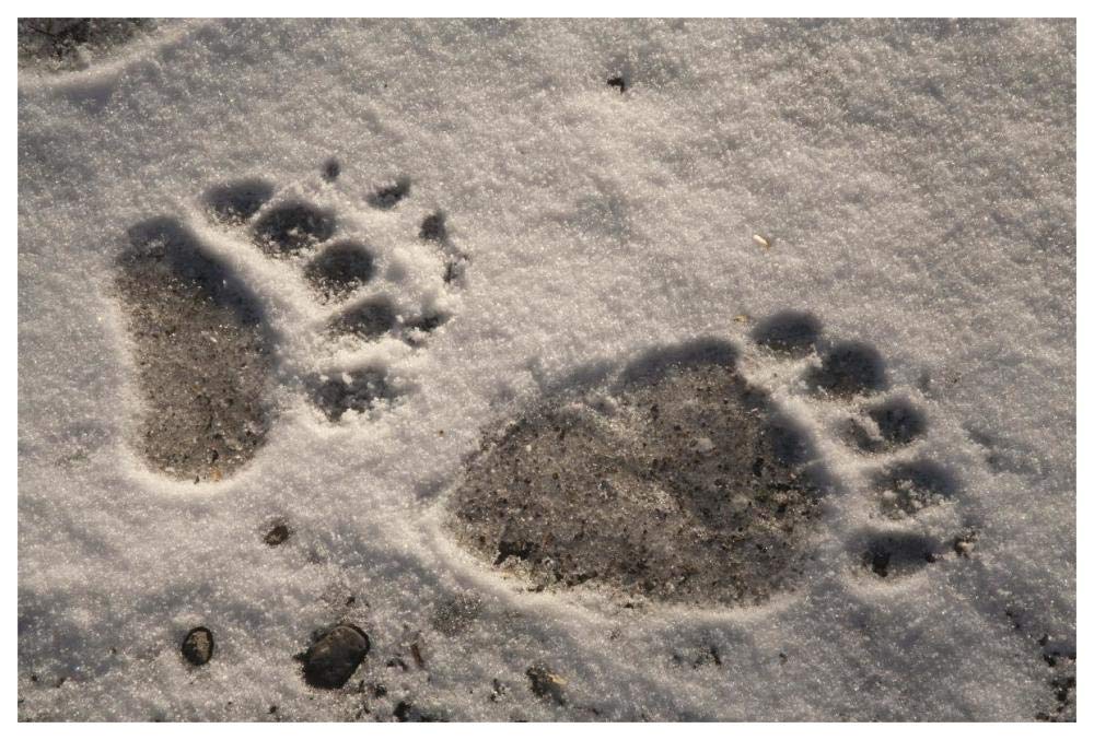 Grizzly Bear Front And Back Paw Prints, Katmai National Park, Alaska-Paper Art-62,,X42,,