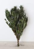 Vickerman 12 Green Salignum Male Includes 6-7 Oz Per Bundle Dried