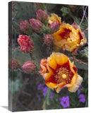 Opuntia In Bloom, North America-Canvas Art-18X24