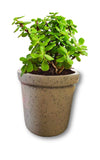 Shriyam Craftpottery Decorative Floral Planter Vase/Pot (W/O Plant) 6 Inch