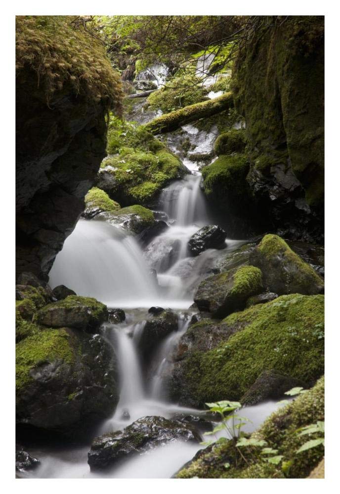 Cascading Creek In Temperate Rainforest Interior, Sitka, Alaska-Paper Art-22,,X32,,