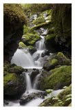 Cascading Creek In Temperate Rainforest Interior, Sitka, Alaska-Paper Art-22,,X32,,