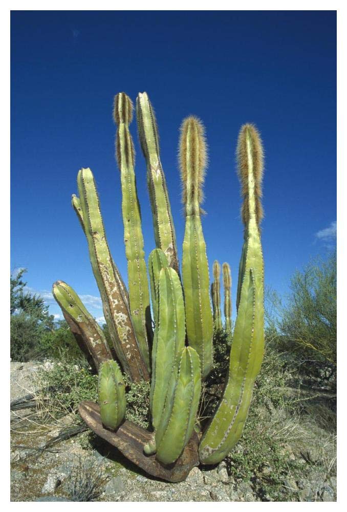Old Man Cactus In Sonoran Desert Landscape, Baja California, Mexico-Paper Art-34,,X50,,