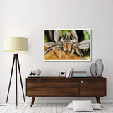 Wolf Spider, Mindo, Western Slope Of Andes, Ecuador-Paper Art-50,,X34,,