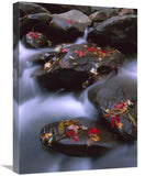 Little Pigeon River And Fall Maple Leaves, Great Smoky Mountains National Park-Canvas Art-18X24