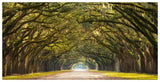 Path Lined With Oak Trees-Paper Art-74,,X38,,