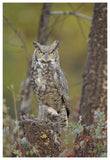 Great Horned Owl Adult Perching In Tree, North America-Paper Art-42,,X62,,