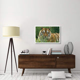 Bengal Tiger Portrait At The Hilo Zoo, Hawaii, Native To India And Southeast Asia-Paper Art-38,,X26,,