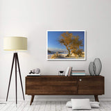 Fremont Cottonwood Tree Single Tree In Desert, White Sands National Monument, Chihuahuan Desert New Mexico-Paper Art-42,,X32,,