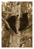 Black Bear Two Cubs In Tree, Orr, Minnesota-Paper Art-22,,X32,,
