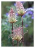 Prairie Smoke Okanagan Valley, British Columbia, Canada-Paper Art-26,,X34,,