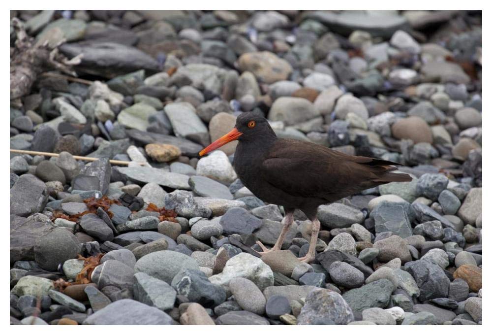 Black Oystercatcher, Icy Bay, Wrangell-St. Elias National Park, Alaska-Paper Art-50,,X34,,