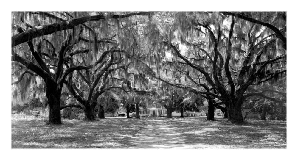 Avenue Of Oaks, South Carolina-Paper Art-26,,X14,,