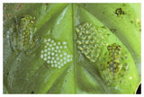 Reticulated Glass Frogs Guarding Two Clutches Of Eggs, Each At Different Stages Of Development, Costa Rica-Paper Art-50,,X34,,