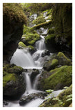 Cascading Creek In Temperate Rainforest Interior, Sitka, Alaska-Paper Art-14,,X20,,