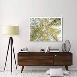 Birch Woods In Spring-Paper Art-50,,X38,,