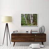 Birch Forest, Pictured Rocks National Lakeshore, Michigan-Paper Art-42,,X32,,