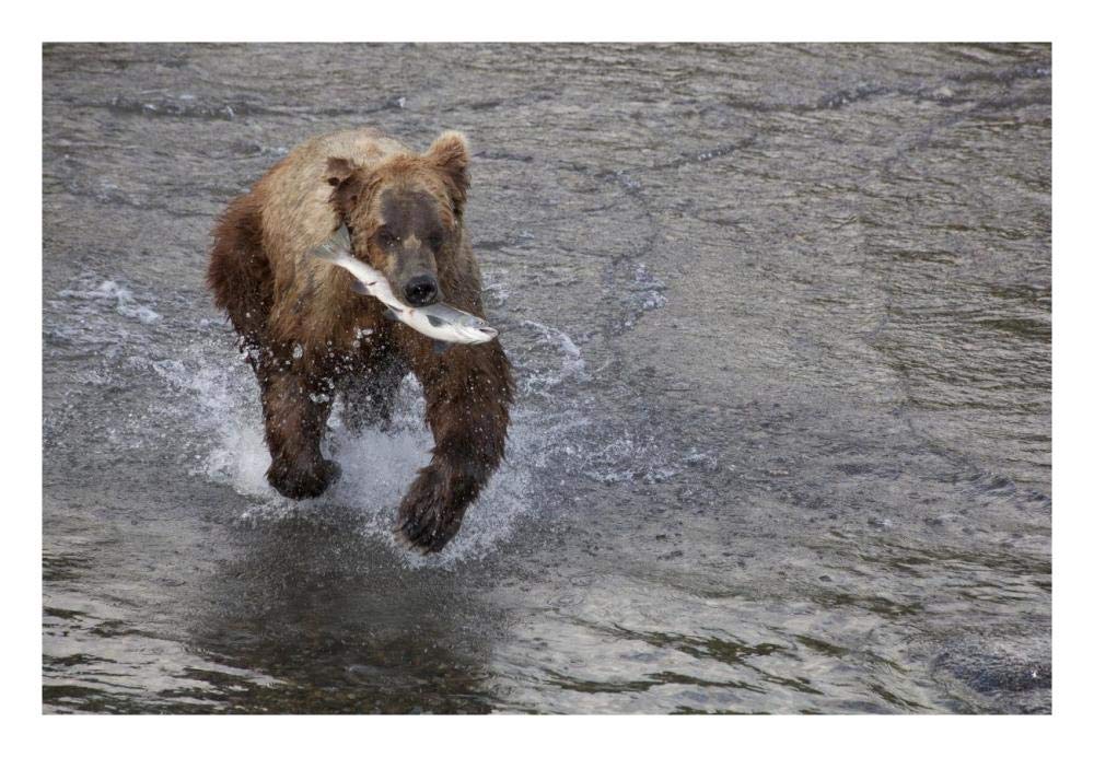 Grizzly Bear Young Male With Sockeye Salmon Prey Along Brooks River, Katmai National Park, Alaska-Paper Art-26,,X18,,