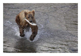 Grizzly Bear Young Male With Sockeye Salmon Prey Along Brooks River, Katmai National Park, Alaska-Paper Art-26,,X18,,