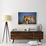 Mountain Lion Or Cougar Mother With Kitten, North America, Captive Animal-Paper Art-50,,X34,,