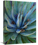 Agave Plants With Pine Cones, North America-Canvas Art-18X24