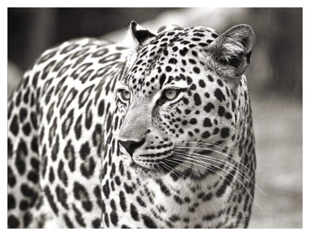 Portrait Of Leopard, South Africa-Paper Art-42,,X32,,