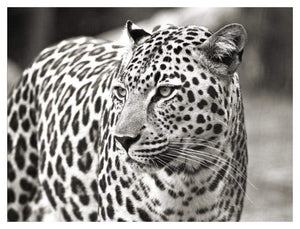 Portrait Of Leopard, South Africa-Paper Art-42,,X32,,
