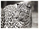 Portrait Of Leopard, South Africa-Paper Art-42,,X32,,
