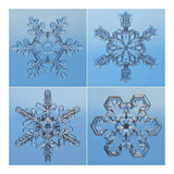 Snowflakes Seen Through Microscope-Paper Art-20X20