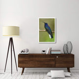 Violet Sabre-Wing Hummingbird, Costa Rica-Paper Art-26X38