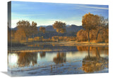 Cottonwood Trees And Willows, Fall Foliage, Bosque Del Apache National Wildlife Refuge, New Mexico-Canvas Art-24X18