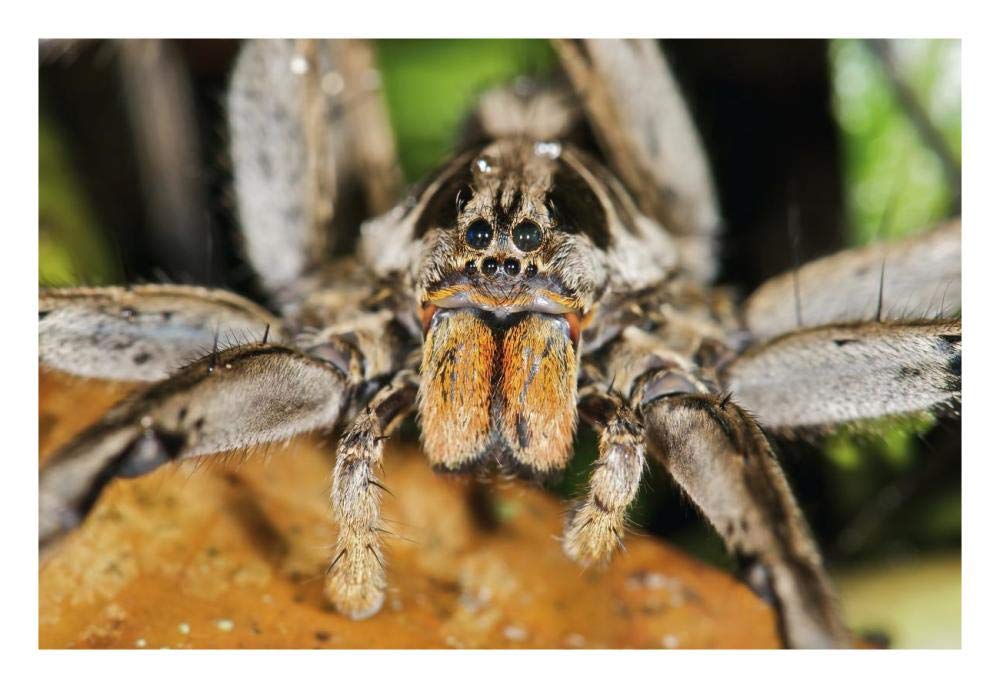 Wolf Spider, Mindo, Western Slope Of Andes, Ecuador-Paper Art-26,,X18,,