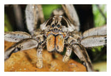 Wolf Spider, Mindo, Western Slope Of Andes, Ecuador-Paper Art-26,,X18,,