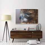 Red-Tailed Hawk, Howell Nature Center, Michigan-Paper Art-62X42